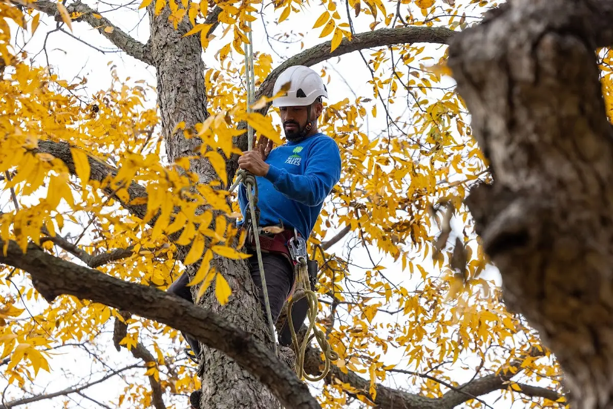 Skilled Tree Planting crew working in Foristell